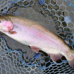 バンバン当たるわけではない ～岡崎トラウトポンド～